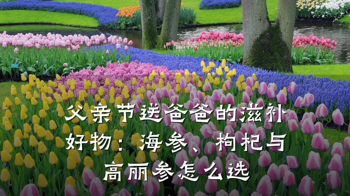 父亲节送爸爸的滋补好物：海参、枸杞与高丽参怎么选