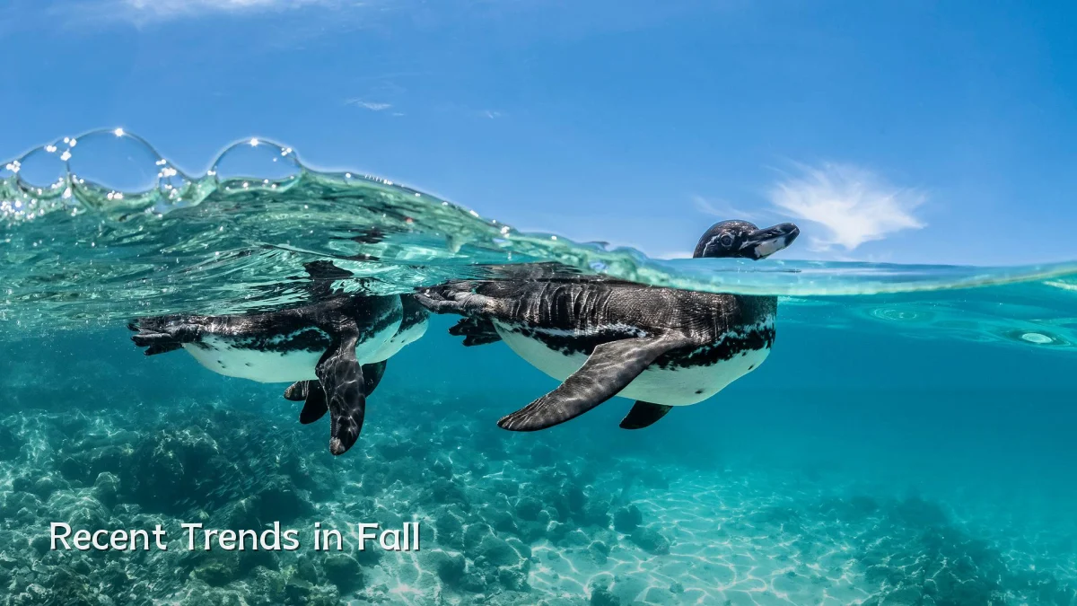 Recent Trends in Fall